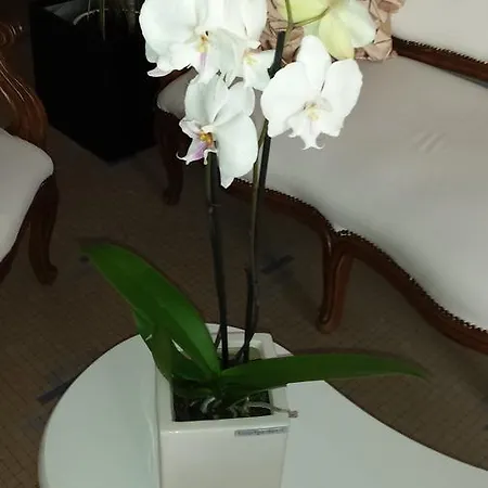 Bolognese Bellevue 2* Riccione