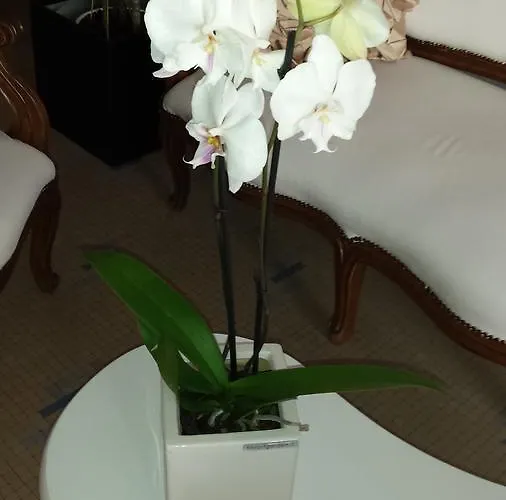 Bolognese Bellevue 2* ריצ'יונה