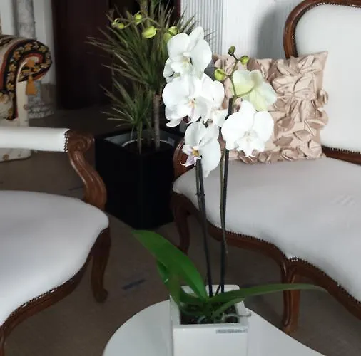 Bolognese Bellevue 2* ריצ'יונה